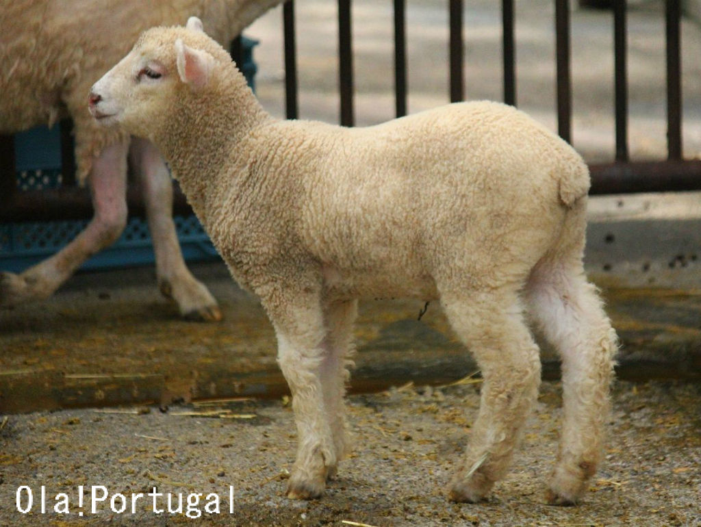 ポルトガルの羊 Ola Portugal 与茂駄 よもだ とれしゅ オラ ポルトガルのブログ ポルトガルの羊 Ola Portugal 与茂駄 よもだ とれしゅ オラ ポルトガルのブログ