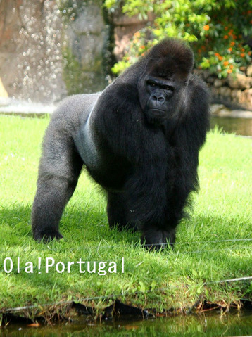 ジャルディン・ズーロジコ・デ・リスボア(リスボン動物園)