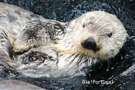 リスボン水族館:Sea otter ラッコ