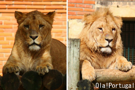 リスボン動物園:ライオン