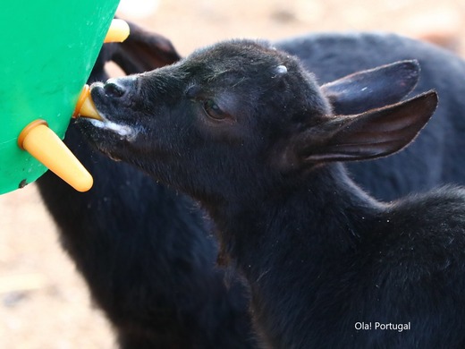ポルトガルで見かけた動物:ヤギの赤ちゃん