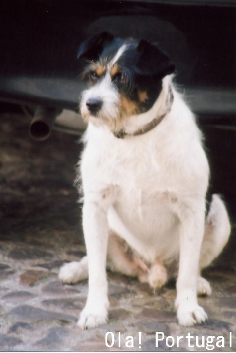 ポルトガル犬