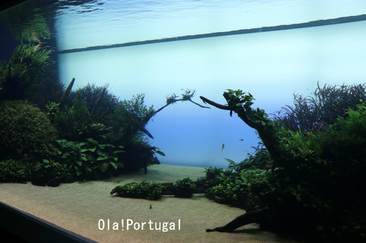 リスボン水族館:ネイチャーアクアリウム
