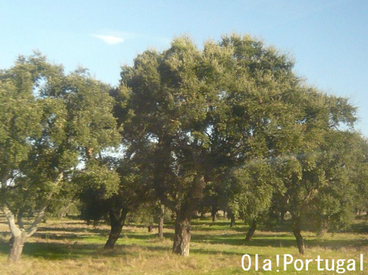ポルトガルブログ:Ola! Portugal 与茂駄とれしゅ