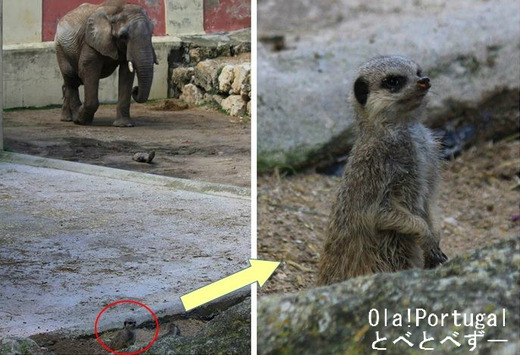 アフリカゾウとミーアキャットが同居する動物園(ポルトガル)