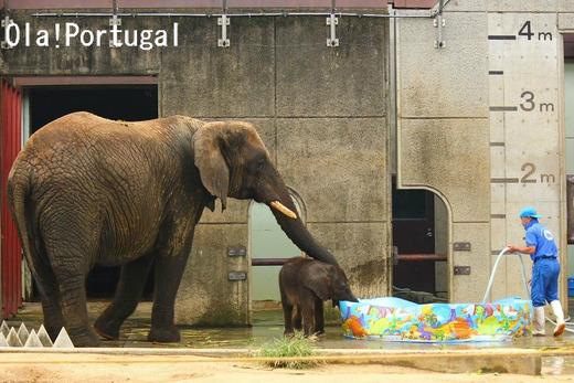 とべ動物園 アフリカゾウの赤ちゃん 砥愛(とあ)ちゃん