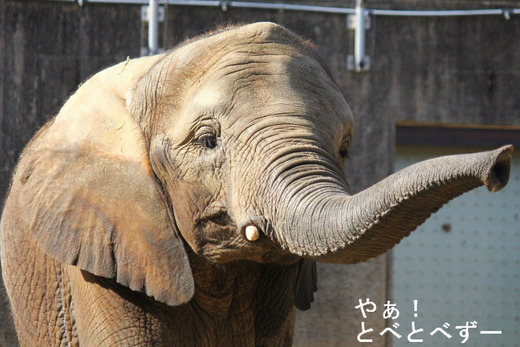 愛媛とべ動物園アフリカゾウの媛(ひめ)ちゃん