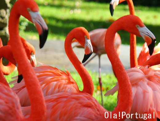 とべ動物園アフリカゾウのブログ:やぁ!とべとべずー