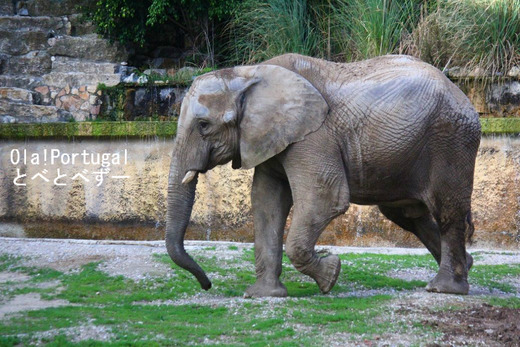 とべ動物園の媛ちゃんの花婿候補に!リスボン動物園のアフリカゾウ