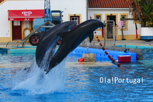 海外の動物園視察:イルカのショー(ポルトガル・リスボン動物園)