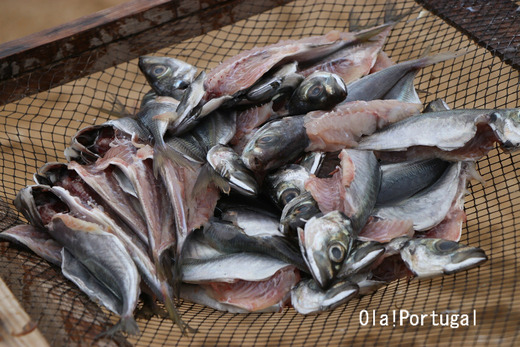 ポルトガル旅行記:漁村での魚の干物作り(ナザレ)