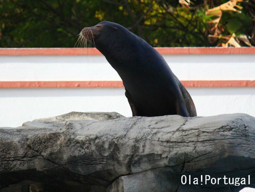 ポルトガル情報&旅行ブログ:Ola! Portugal
