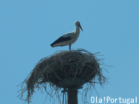 ポルトガル:トロイア半島(コウノトリ)