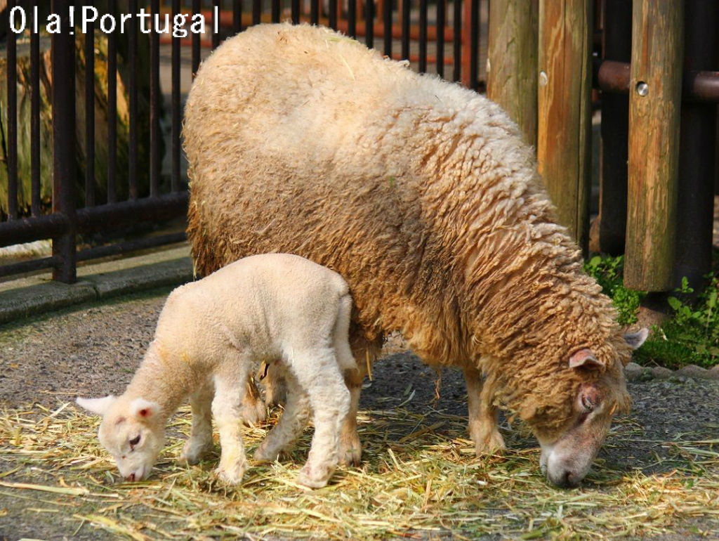 ピルドアベア ひつじ 羊 ピルドアベア ひつじ 羊 歩く羊｜WooBia公式