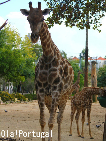 Jardim Zoologico de Lisboa, Portugal