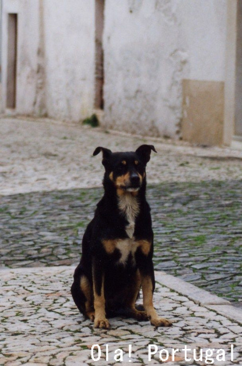 ポルトガル犬