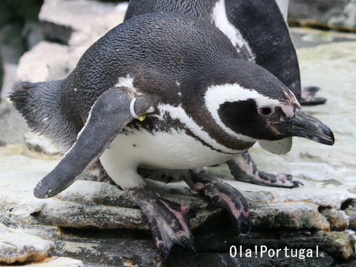リスボン水族館:フンボルトペンギン