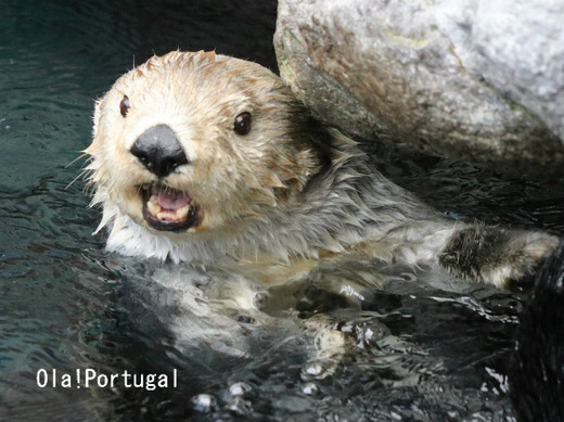 ポルトガル旅行記:Oceanario de Lisboa リスボン水族館