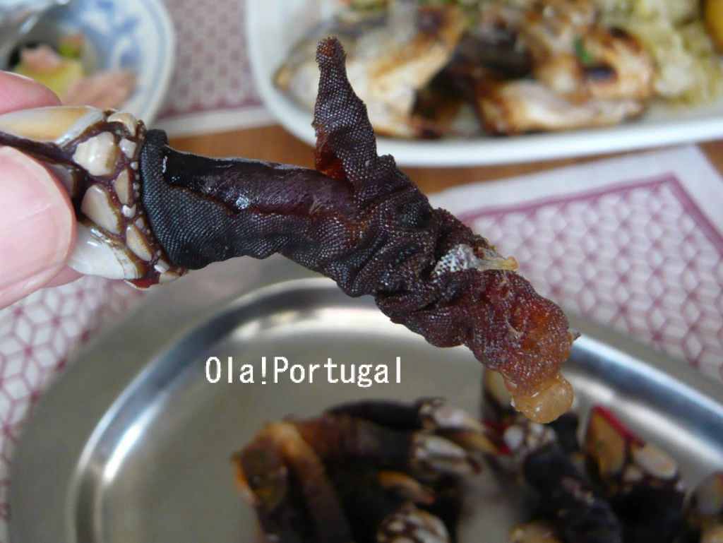 ペルセヴェシュ カメノテ を食べてみた Ola Portugal 与茂駄 よもだ とれしゅ オラ ポルトガルのブログ