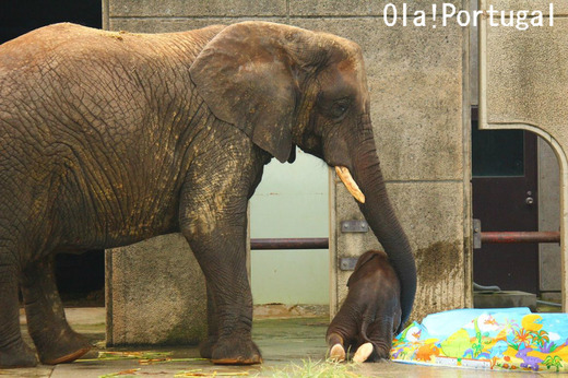 とべ動物園 アフリカゾウ 赤ちゃん公開開始