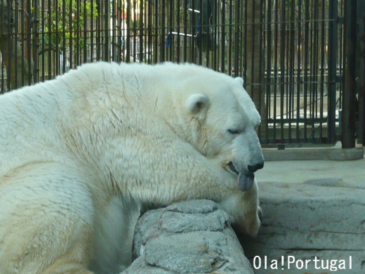 シロクマ・ピース(とべ動物園)