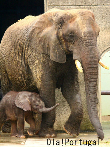 とべ動物園　アフリカゾウの赤ちゃん