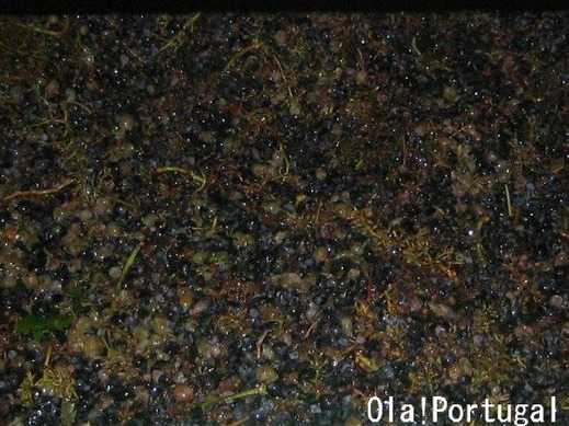 ポルトガルのワイン：Douro ドウロ
