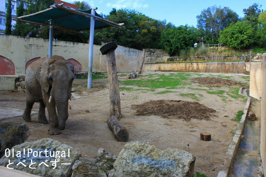 ポルトガル旅行記:リスボン動物園