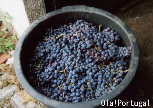 ポルトガル語でブドウは、Uva ウヴァ（複数形はウヴァシュ）