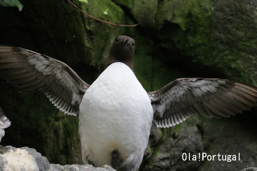 リスボン水族館:Common murre ウミガラス