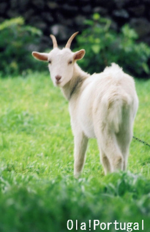 ポルトガル動物写真