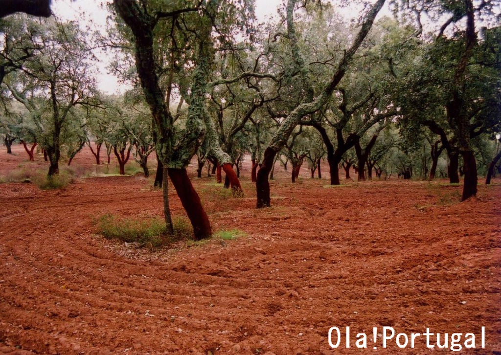 ポルトガルのコルク Ola Portugal 与茂駄 よもだ とれしゅ オラ ポルトガルのブログ ポルトガルのコルク Ola Portugal 与茂駄 よもだ とれしゅ オラ ポルトガルのブログ
