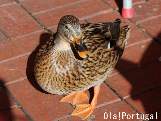 リスボン動物園訪問記：ポルトガルブログ Ola! Portugal
