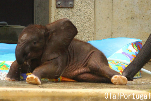とべ動物園のアフリカゾウの親子:父(アフ)、母(リカ)