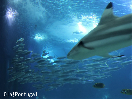 ポルトガル旅行ブログ:リスボン水族館の行き方