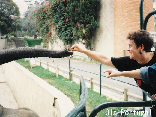 Jardim Zoologico Lisboa Elefante