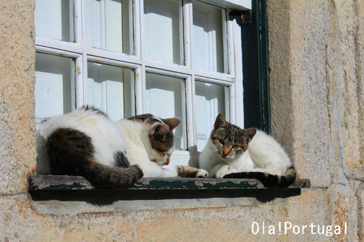 ポルトガルの動物達:猫