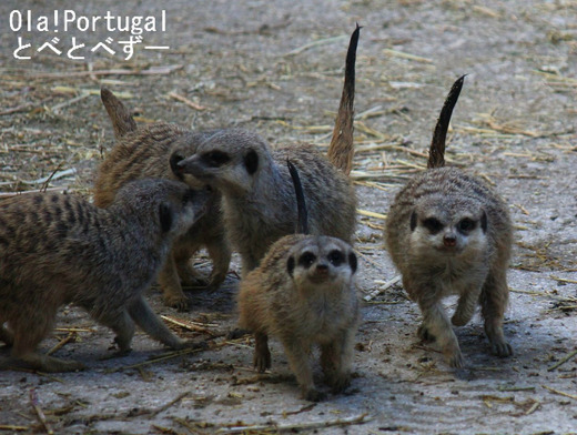リスボン動物園のミーアキャット