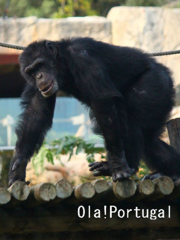 リスボン動物園のチンパンジー