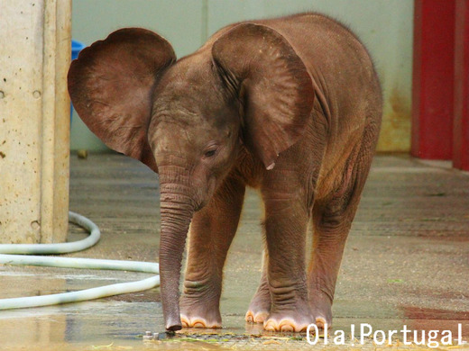 ポルトガル語を学ぼう:Zoologico ズーロジコ(動物園)