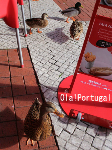 ポルトガル情報＆旅行ブログ：Oa! Portugal