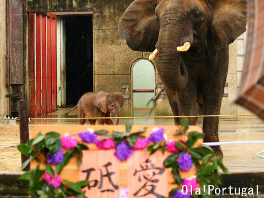 とべ動物園 アフリカゾウの赤ちゃんの名前は『砥愛(とあ)』ちゃん