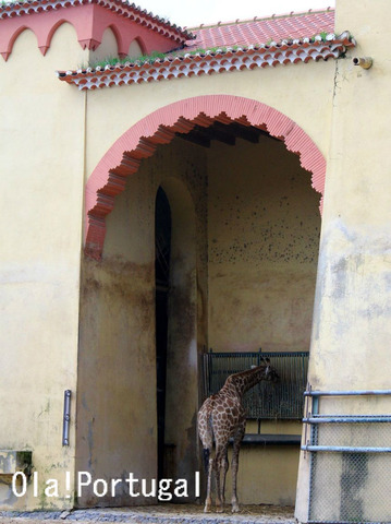 海外の動物園:ポルトガル・リスボン動物園のキリン舎