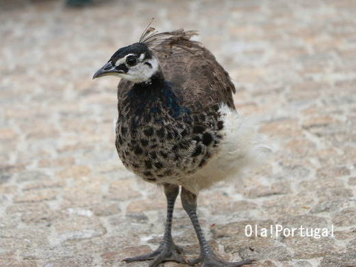 ポルトガルで見かけた鳥:クジャク