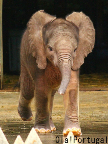 とべ動物園でアフリカゾウの赤ちゃん一般公開開始
