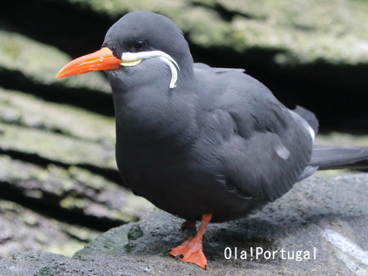 リスボン水族館: Inca Tern インカアジサシ