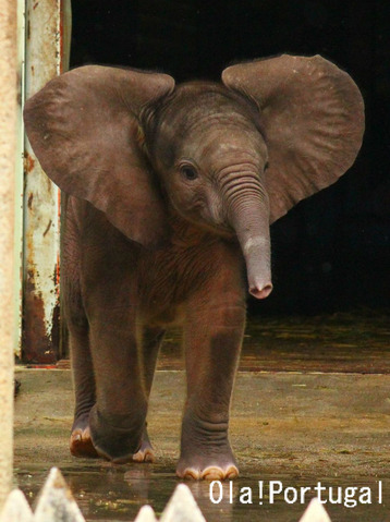 とべ動物園:アフリカゾウの赤ちゃん誕生!公開中♪