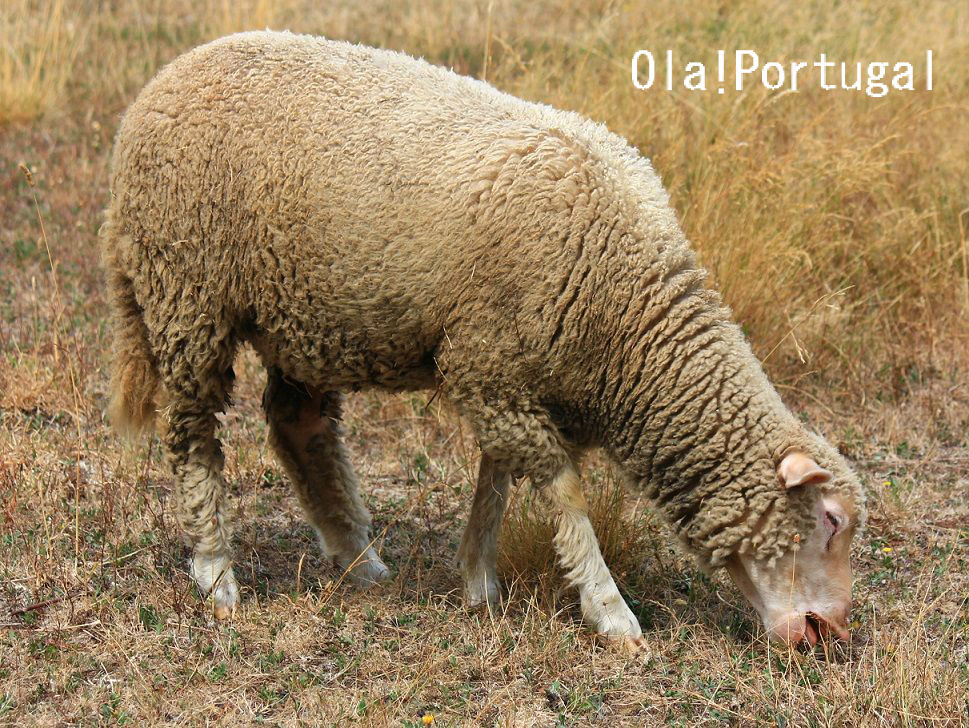 ポルトガルの羊 Ola Portugal 与茂駄 よもだ とれしゅ オラ ポルトガルのブログ ポルトガルの羊 Ola Portugal 与茂駄 よもだ とれしゅ オラ ポルトガルのブログ