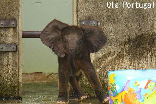 シロクマ・ピースの「とべ動物園」にアフリカゾウの赤ちゃん誕生