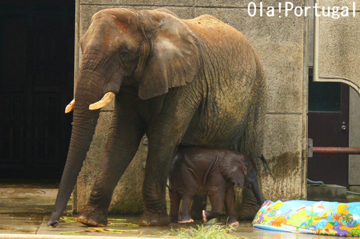 多摩動物公園に婿入りした砥夢(とむ)君に妹が誕生(とべ動物園)